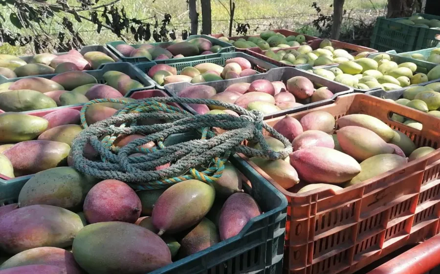 mango_exportacion