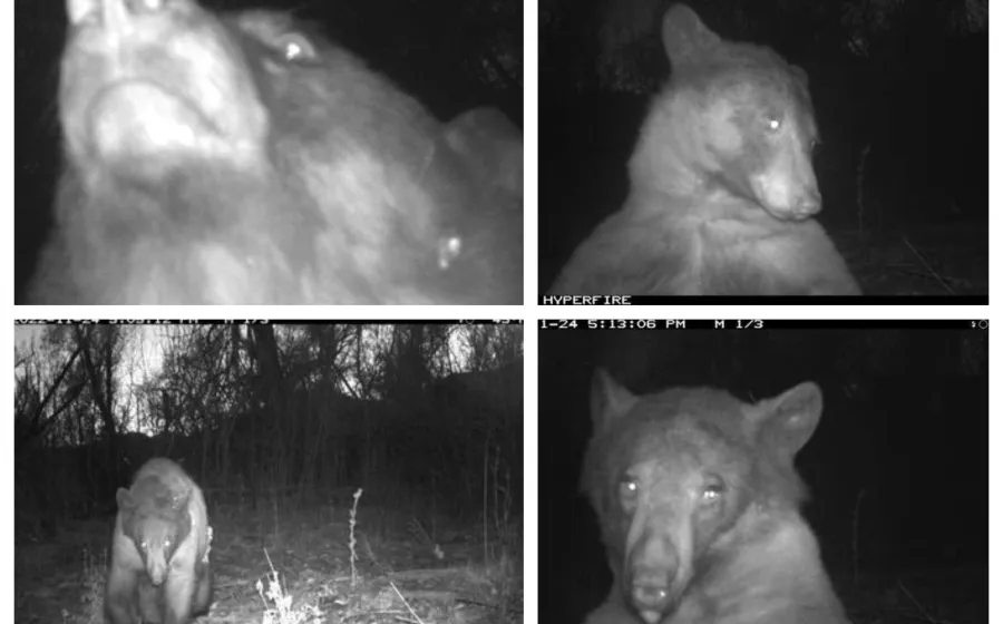 oso_selfie