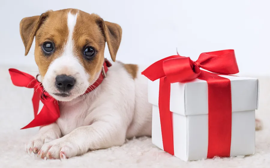 perro_regalo