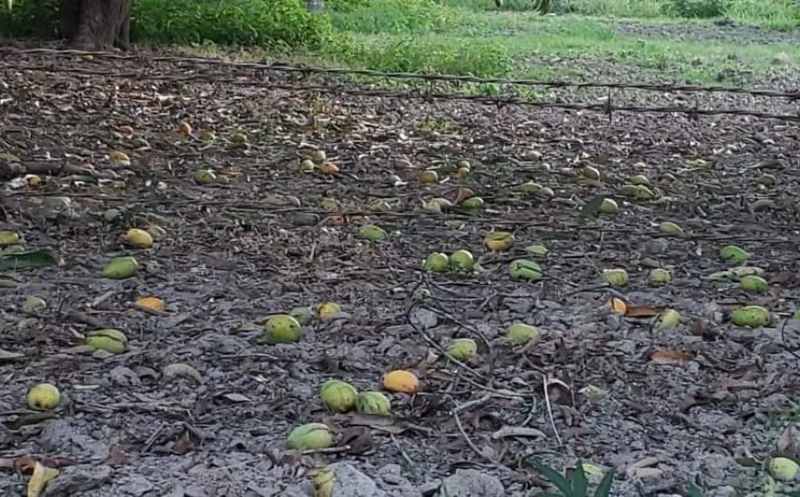 apoyo_a_productores_de_mango