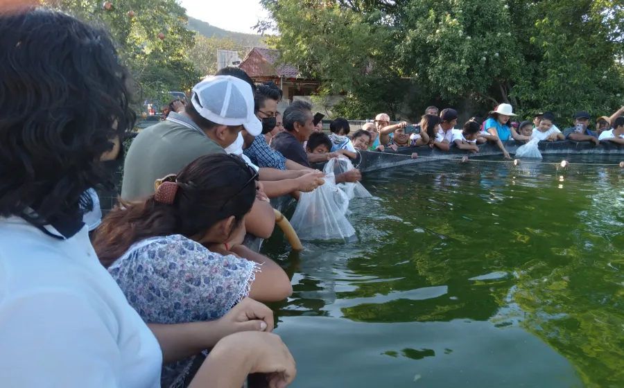 crianza_tilapia
