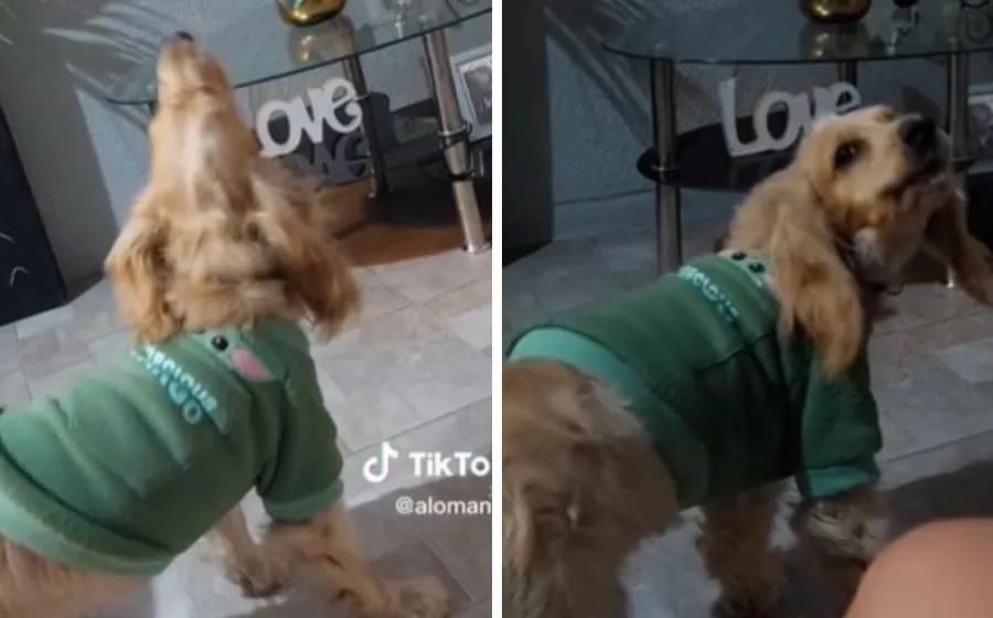 perrito_aulla_cancion_de_yuridia
