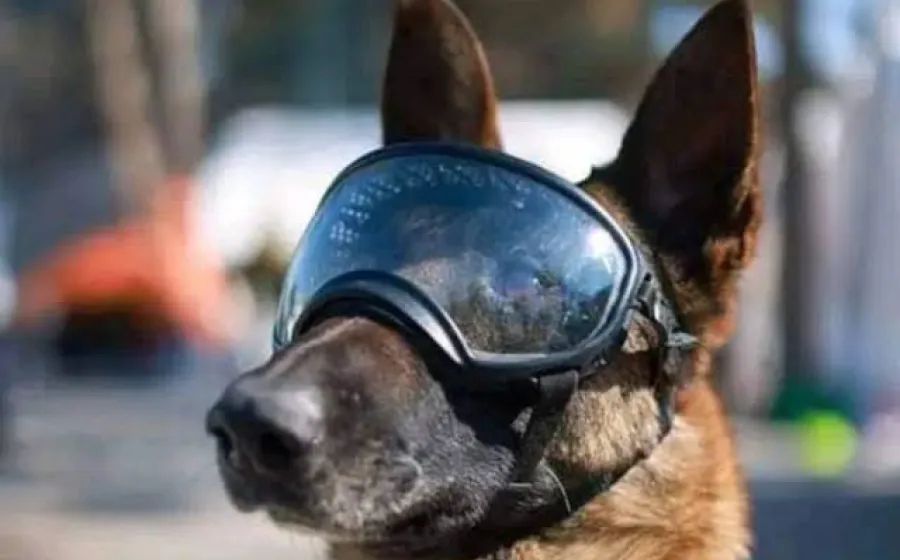 potreo_perrito