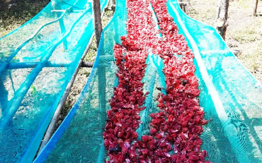producion_de_flor_de_jamaica