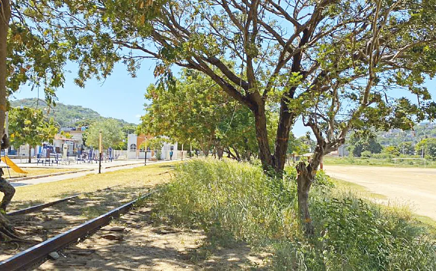 arboles_salina_cruz