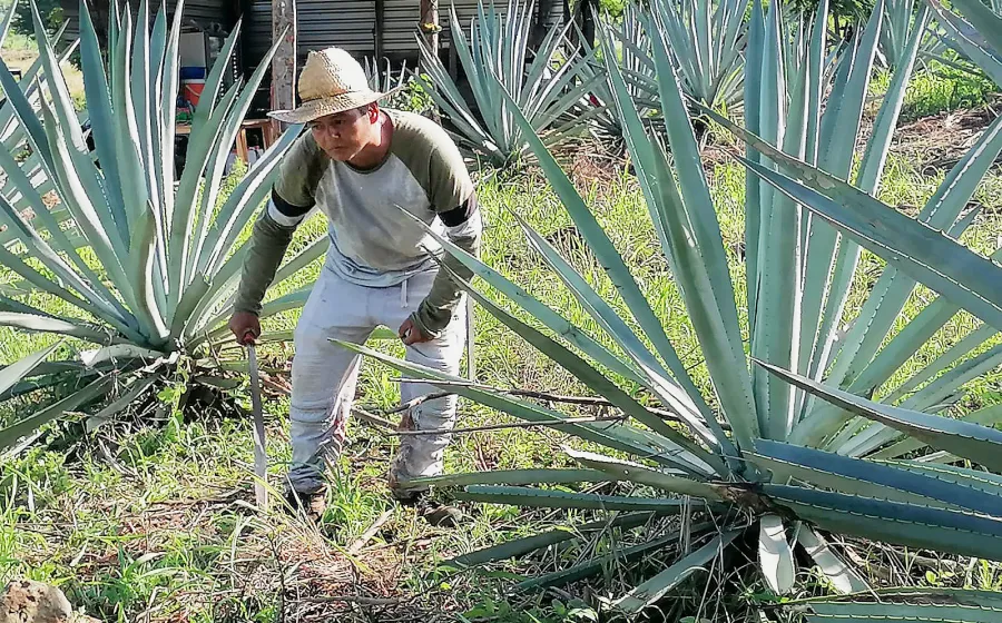 maguey_cultivo