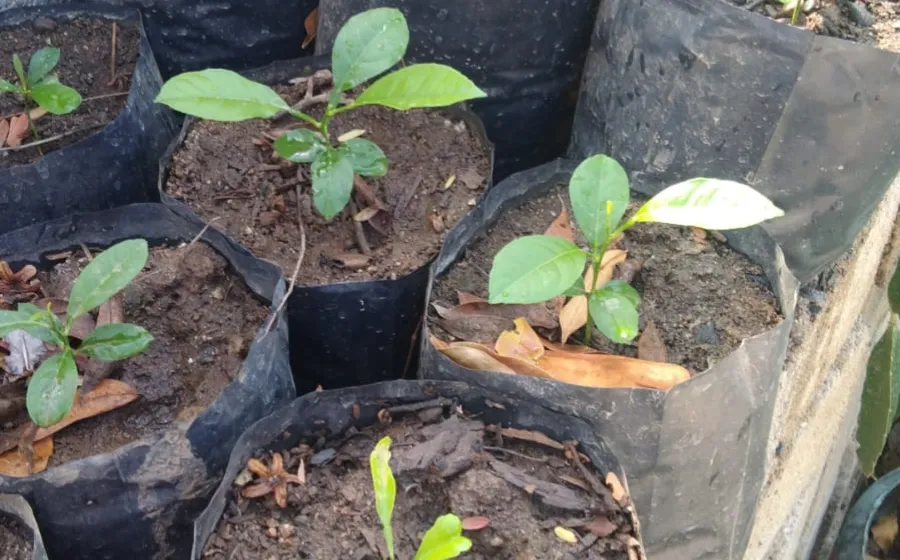 plantas_iniciativa