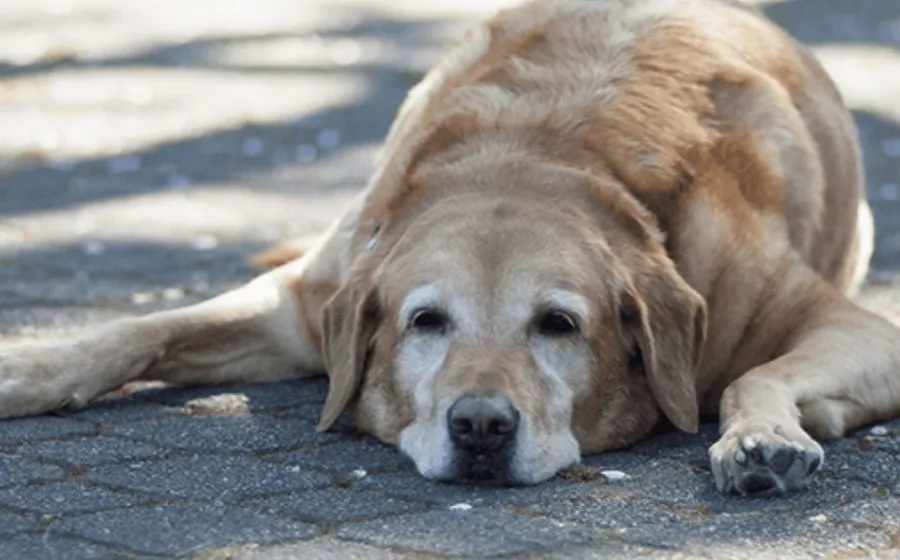 calor_mascotas