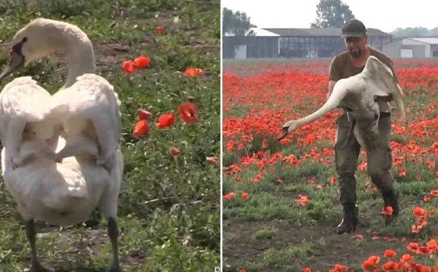 cisnes_amapola_viral