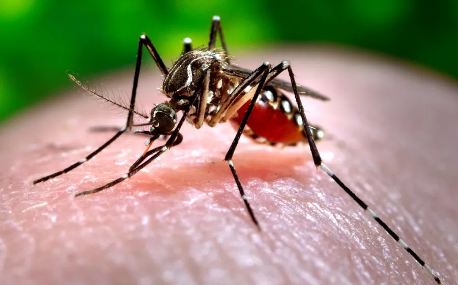 dengue_casos