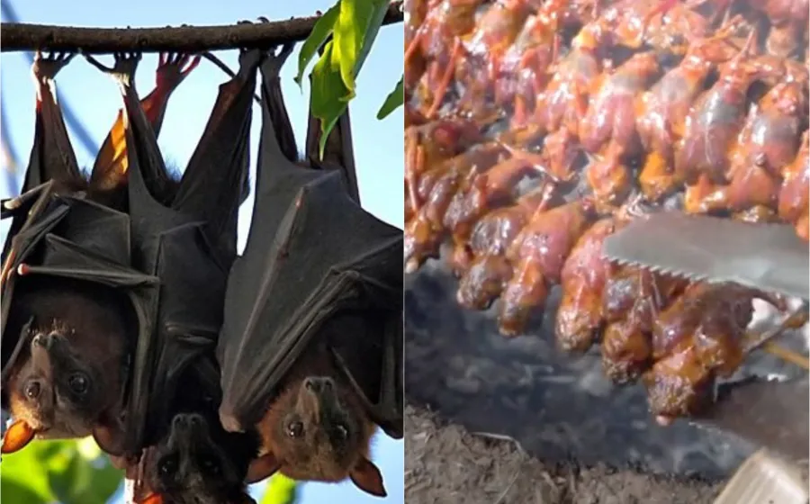 murcielagos_comida