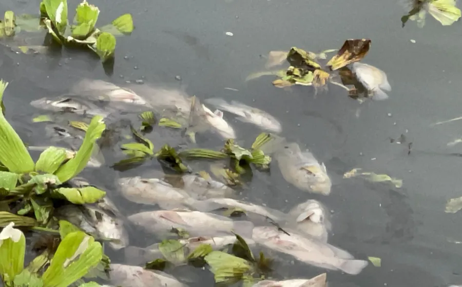 peces_muertos