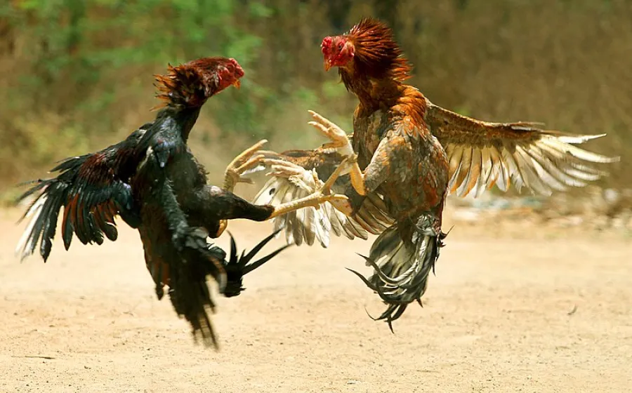 pelea_de_gallos_rina
