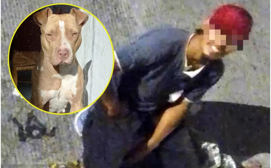 perrita_maltrato