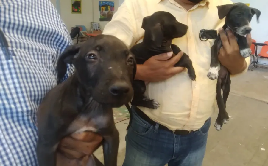 perritos_escuela