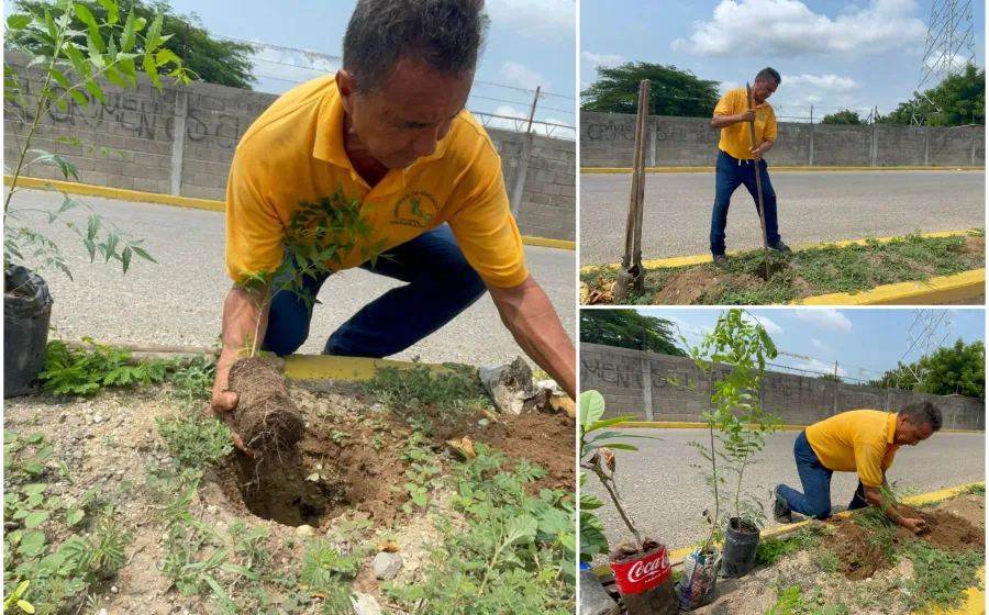 platar_arbol_profe