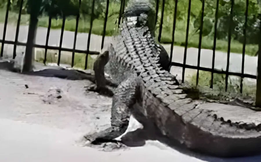 cocodrilo_rompe_reja