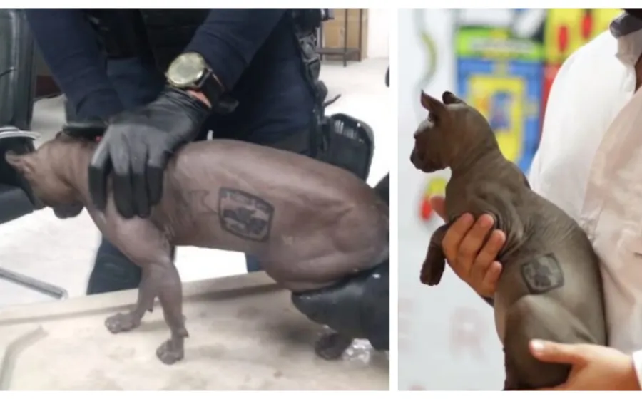 gato_egipcio