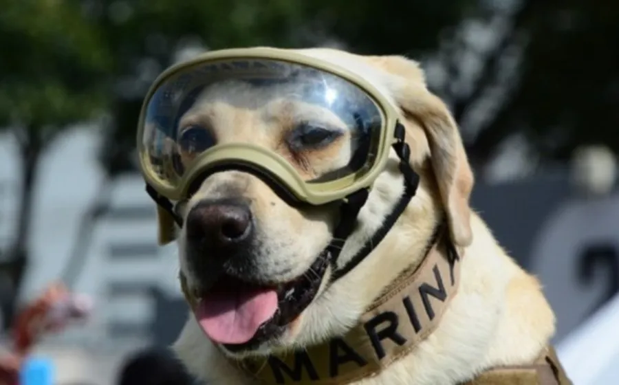 perrita_frida