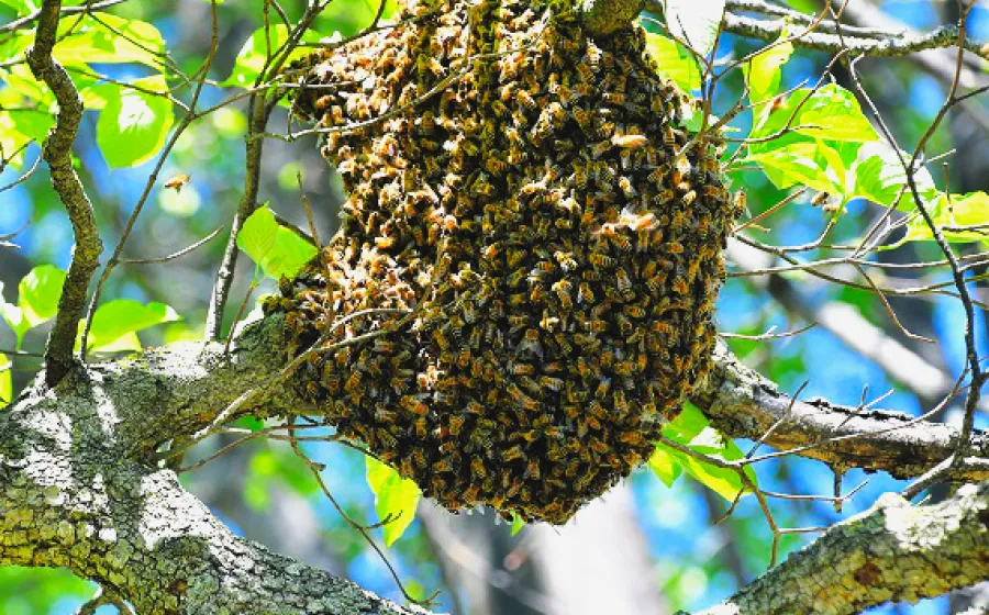 abejas_panal