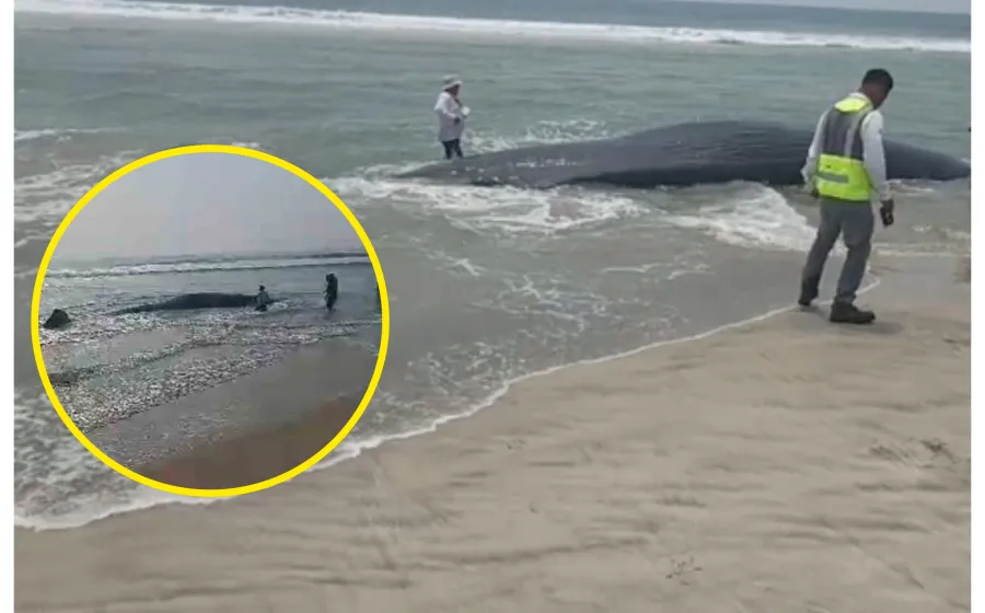 ballena_chipehua