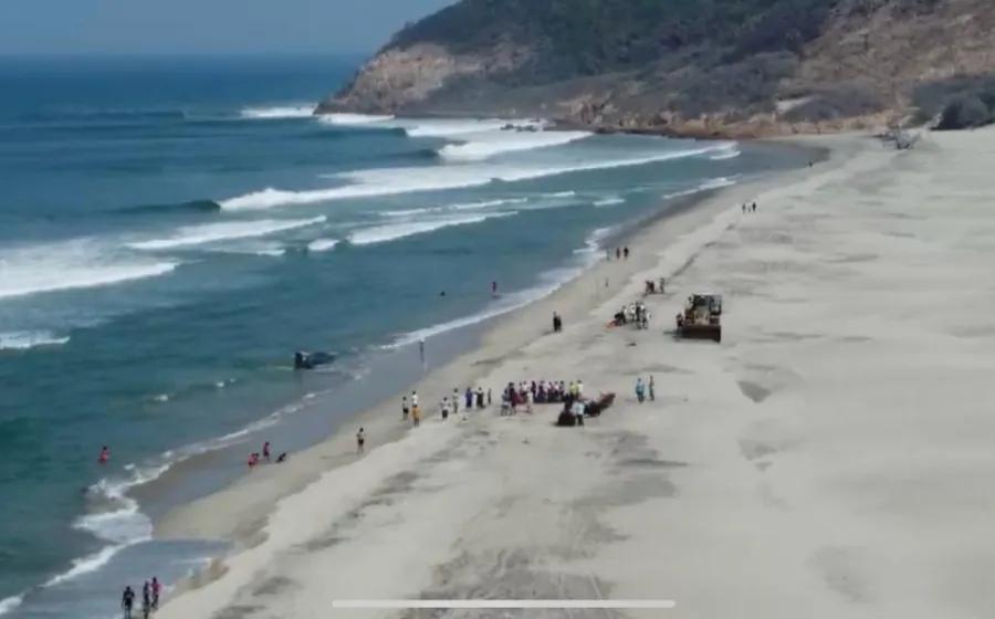ballena_varada.