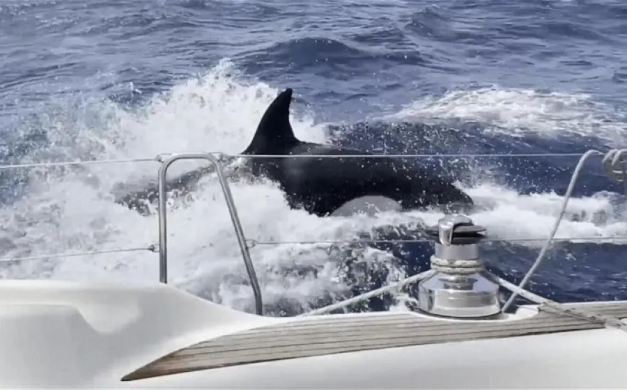 orcas_mar