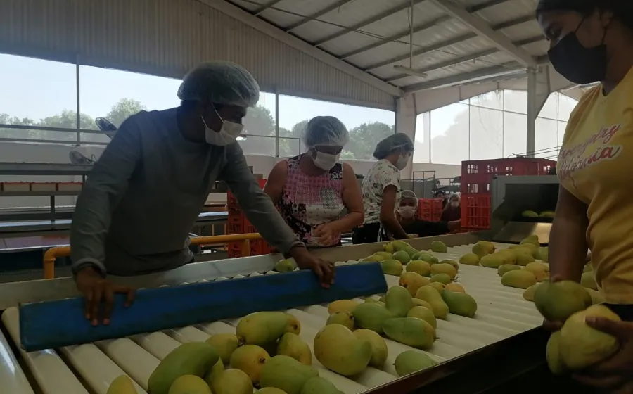 productores_de_mango