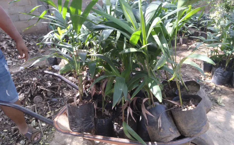 Quienes estén interesados pueden recibir plantas para reforestar diversos espacios públicos. Foto: Cortesía.