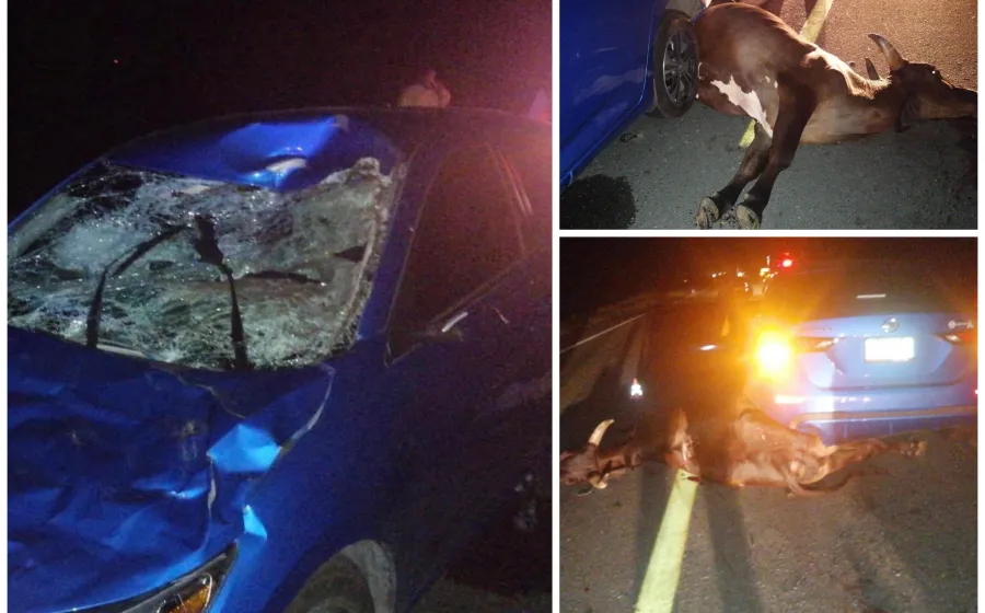 accidente_vaca_auto