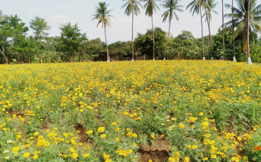 campo_cempasuchil