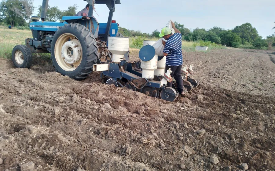 cosecha_otono_campesinos