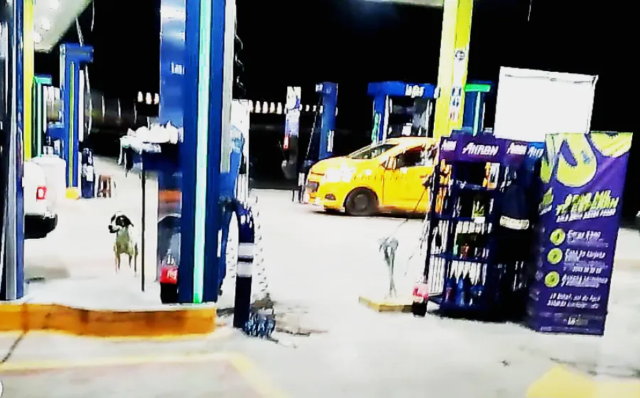 ataque_perro_gas