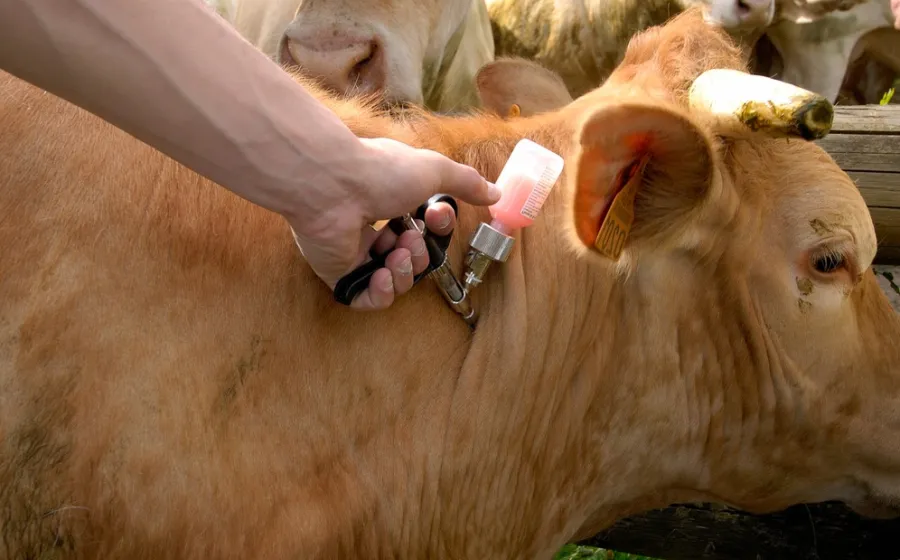 vacunas_bovina