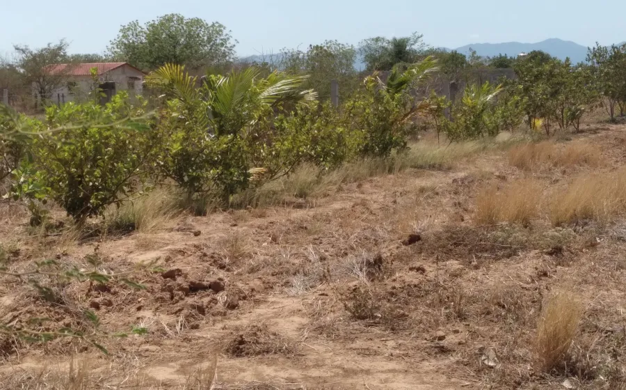 Los campos en Tehuantepec resienten los efectos de la intensa y prolongada sequía.