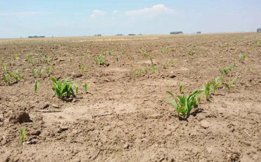 campo_sequia