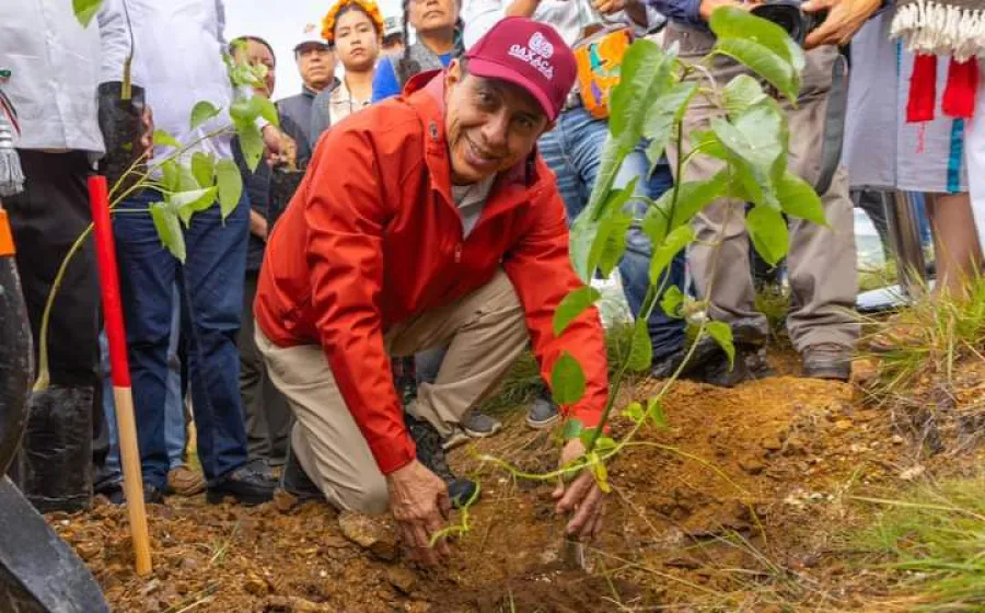 El Gobernador de Oaxaca encabezó esta actividad que tiene por objetivo replantar 100 hectáreas divididas en dos fases. Foto: Cortesía.