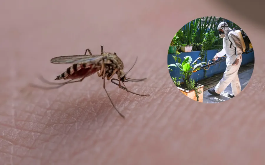 El mosquito Aedes aegypti utiliza el infrarrojo para detectar y alcanzar su objetivo de picar a seres humanos.