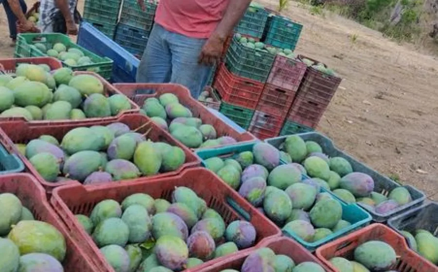 Tapanatepec produjo 59 mil 980.20 toneladas de la fruta, lo que equivale al 61 por ciento.