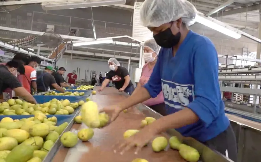 Oaxaca logró exportar 46 mil 300 toneladas de mango durante 2024.