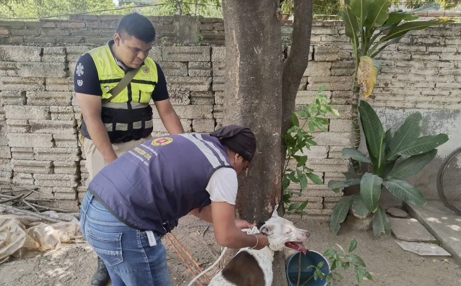 El perro fue levantado y amarrado a un árbol de su dueño por personal de Protección Civil Municipal.