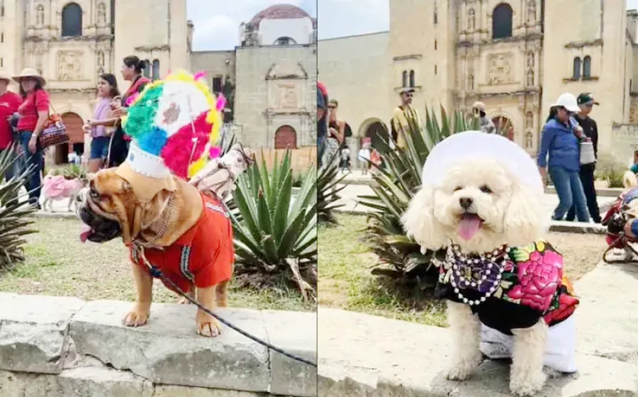 En el video se observa el momento en donde los dulces lomitos van pasando uno a uno, luciendo sus trajes típicos.