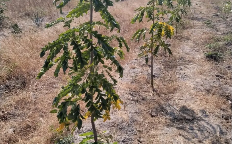 plantas_rescate