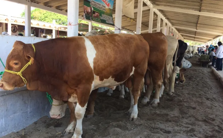 ganaderos_feria