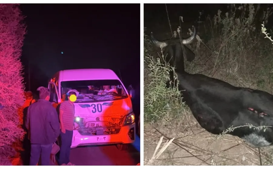 urvan_choque_vaca