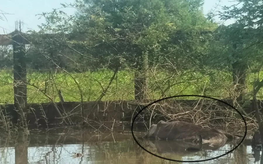 Varios ejemplares hembras se encontraban amamantando. 