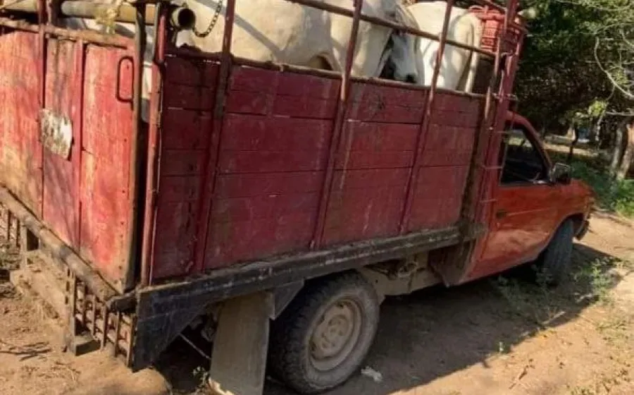 La camioneta era utilizada para el transporte de ganado. 