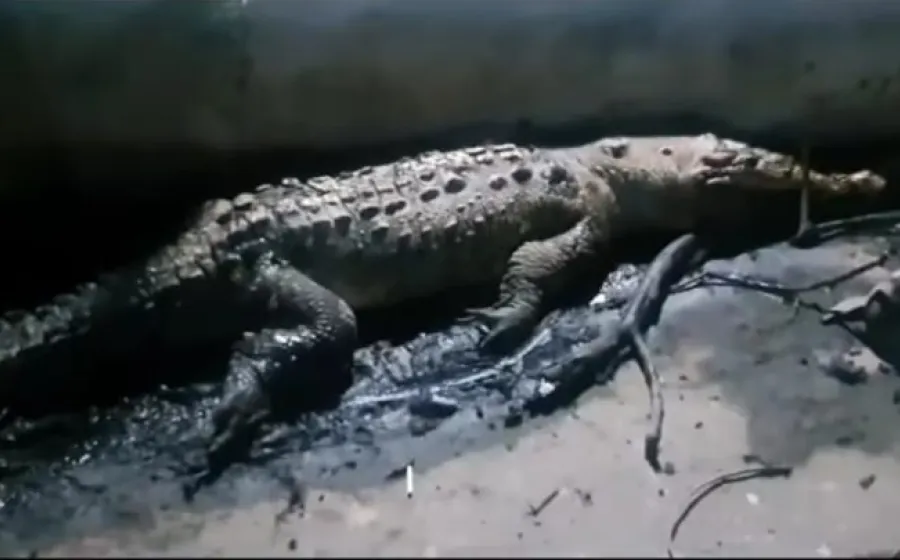 El reptil jamás pudo ser trasladado a un lugar adecuado para su atención y cuidado.
