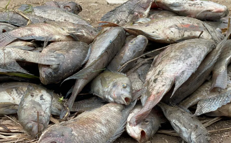 mojarras_criadero