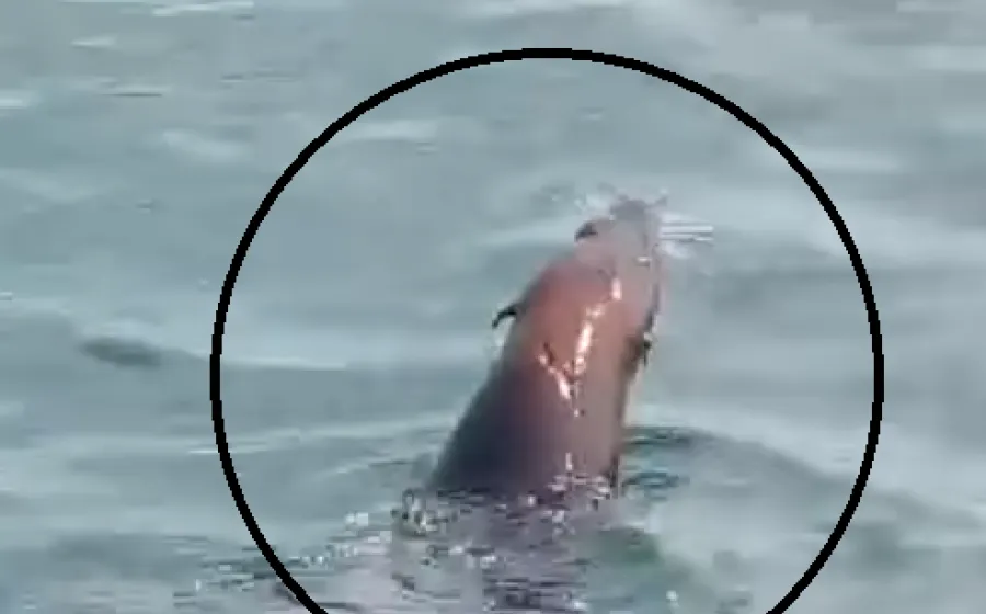 foca_chipehua